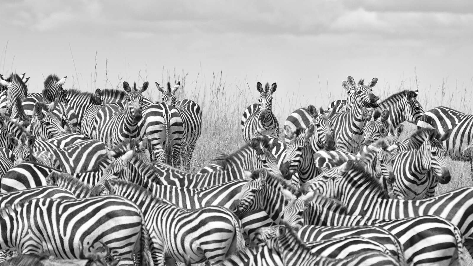 A Dazzle of Zebras